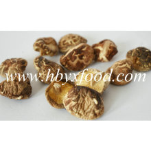 2-2.5cm fuera de la forma K Shiitake Mushroom